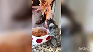 Finger Monkey loves Spaghetti Video 69