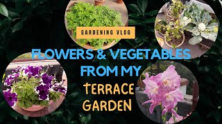 My Winter Garden Overview 2024 | Rooftop Garden Tour | Flowers And Vegetable From My Terrace Garden