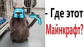 Лютые приколы. МАЙНКРАФТ ЛЮБИТ КОТ!!! Тест на психику! Засмеялся проиграл! – Domi Show!