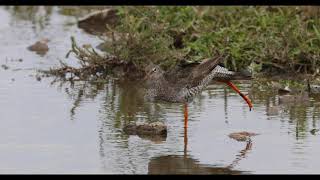 Redshank "Tringa totanus"