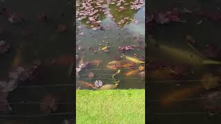 Massive Koi Carp