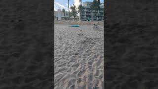 Feral Pigeons enjoy the sun on the beach