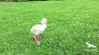 National Aviary Baby Flamingo Learns to Walk