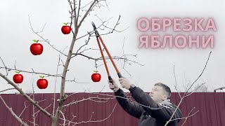 ПРАВИЛЬНАЯ ОБРЕЗКА ЯБЛОНИ! ТЫ ОБЯЗАН ЭТО ЗНАТЬ!