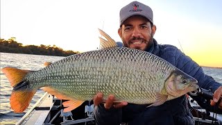 JÁ VIU DESSE TAMANHO ? OS GIGANTES DO RIO PARANÁ./PESCARIA DE PIAPARA NA PINGADINHA/PESCARIA.