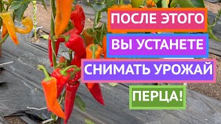 ВСЕ О ВЫРАЩИВАНИИ ПЕРЦА ОТ ВЕДУЩИХ АГРОНОМОВ СТРАНЫ!