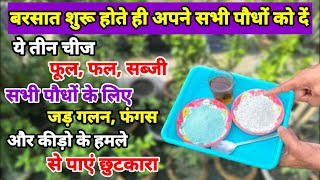 बरसात में पौधो में होने वाली समस्याओं से छुटकारा कैसे पाएं | Monsoon Plant Care