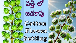 45 రోజుల నా పత్తి # cotton crop flower setting pest controlled ఇప్పటికే నడుముల లోతు| YK Laboratories