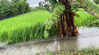 अविरल बर्षा झापा २०८१-०६-११ Jhapa Update Rain 🌧 डुबान