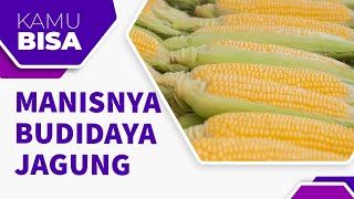 MANISNYA BUDIDAYA JAGUNG