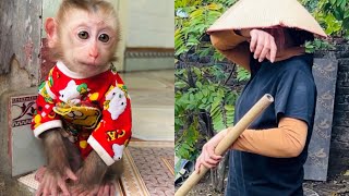 Baby monkey Tina is sad and emotional when she sees her mother always working hard.