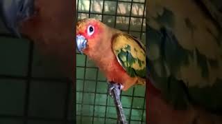 Very beautiful Sun Conure 🌞