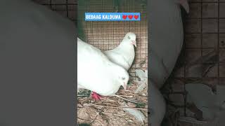 #viralpigeons #viralshort #kalduma #shortsfeed #please_subscribe_my_channel