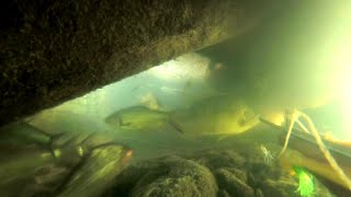 Big Shots | Spearfishing Moments 2021 | Spearfishing Tilapia in the River