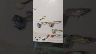 guppy #shorts#trending#fishingvideo#pet#aquariumfishfish#clearance