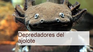 Descubre los Depredadores del Ajolote: Amenazas y Curiosidades de esta Especie Única