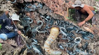 Fascinating! A lots of Black Scorpions in a tree when Rotten -Ca-tch Scorpions- Heavy Rain scorpions