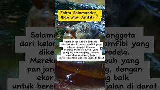 Fakta salamander, Ikan atau Amfibi ? #faktahewan #sorts #salamander