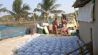 I.M.C Seed Packing Time