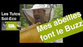 Mes abeilles font le buzz !