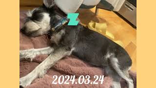 Deep Sleep [2024.03.24] @MinnieKim-schnauzer