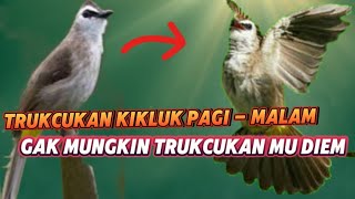 Pancingan trukcukan agar bunyi #suarapikat