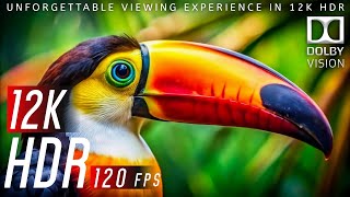 The World of Paradise in 12K HDR 120fps Dolby Vision™ - Dolby Atmos