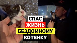 СПАС ЖИЗНЬ БЕЗДОМНОГО КОТЕНКА. Знакомитесь, наш новый член Семьи ДЕСЕРТИК | Зубарев #кот #Котенок