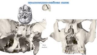 Топография черепа, череп в целом, крыловидно-небная ямка, глазница, носовая полость