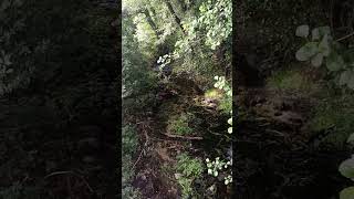 Verano con día húmedo al lado de este precioso río y bosque de la Sierra Norte de Madrid