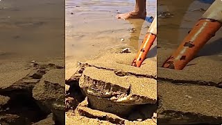 catch giant crab in the sand