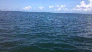 Tampa Bay Shark fishing