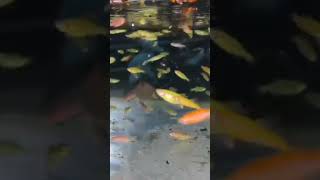 Ikan Hias warna warni Danio// ikan hias