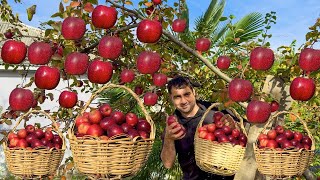 HARVESTING MALUS NIEDZWETZKYANA IN THE VILLAGE! GRANDMA COOKING APPLE WITH BEEF | APPLE JAM