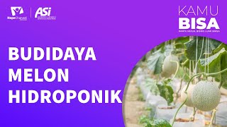 BUDIDAYA MELON HIDROPONIK