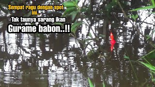 Awalnya ragu mancing di spot ini//tak taunya sarang ikan gurame babon..