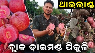 ଥାଇଲାଣ୍ଡରେ ବ୍ଲାକ୍ ଡାଇମଣ୍ଡ ପିଜୁଳି || Black Dimond Guava Farming in Thailand. @EfarmingOdisha