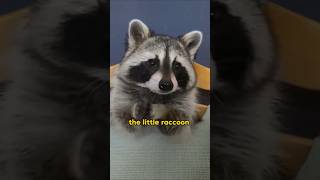 Cute raccoon #animals #pets #cuteanimal #shortvideo #shorts