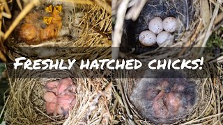 Chiffchaff | Bullfinch | Garden Warbler & More! Bird Nesting Walk 2024