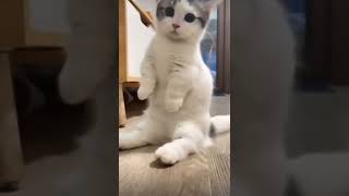 FUNNY CAT VIDEOS 😹 EN KOMİK KEDİ VİDEOLARI #shorts #best #funnycats