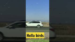 That’s alot of birds 🕊🦅🕊 #hella #birds #freeway #subscribe #like