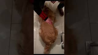 When dad come back#golden #perros #cute#funny#dog#video#love#reels #viral#tiktok#trending#fyp#spain