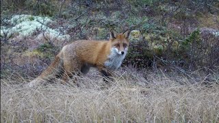 Eastern Norway | Red Fox Encounter