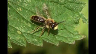 Donkere klaverzandbij Andrena labialis, mannetje