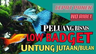 Peluang Bisnis Low Badget Untung Jutaan/Bulan, Cepat Panen!!! || Ikan Guppy