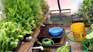 Aquaponics greenhouse