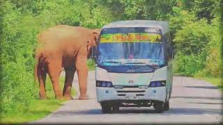 On the way | elephants stop and snatch food and eat it भोजन छीनकर खा लेते हैं। @Pmvlogger95