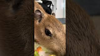 Baby Capybara Dinner Time