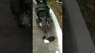 motorcycle guard cat | island born official #viralvideo #petsandanimals #shorts