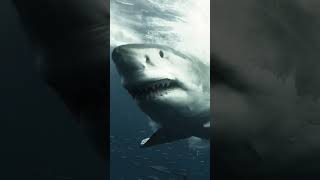 There are sharks and then there are Great Whites🦈⚡️🐬🦈🤿🌊#shorts #youtubeshorts #viralvideo #trending